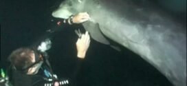 Injured Dolphin Asks Diver For Help [Awe-Inspiring Video]